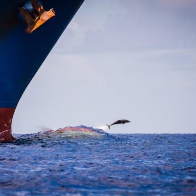 WhatsApp Image 2025-04-11 at 8.45.03 PM